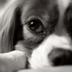 Illustration for article titled Shooting Challenge Pets Gallery 3